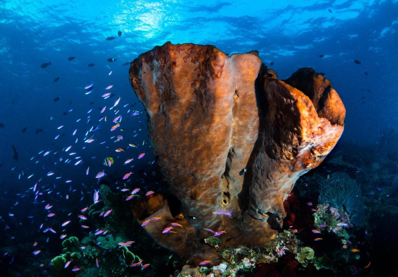 Sanctum Una Una Eco Dive Resort Pulau Unauna Exteriör bild