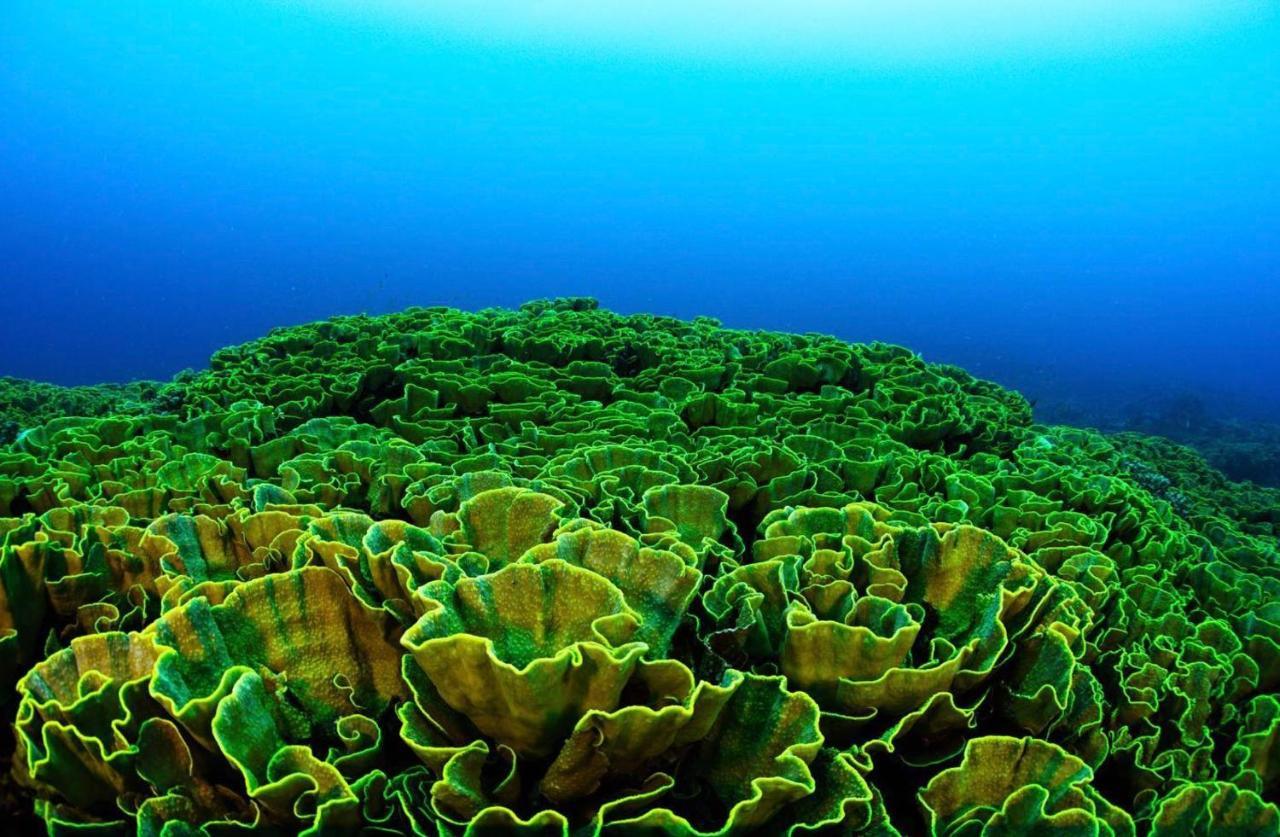 Sanctum Una Una Eco Dive Resort Pulau Unauna Exteriör bild