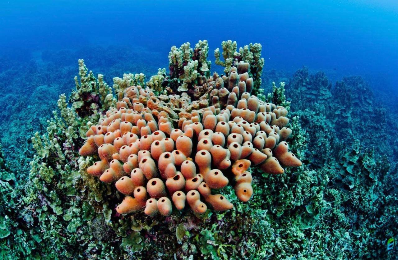 Sanctum Una Una Eco Dive Resort Pulau Unauna Exteriör bild