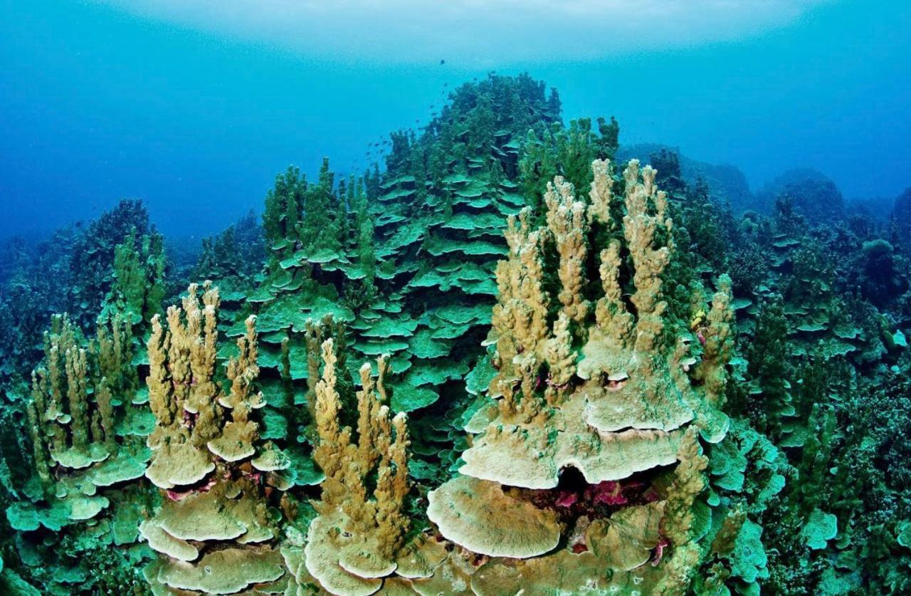 Sanctum Una Una Eco Dive Resort Pulau Unauna Exteriör bild